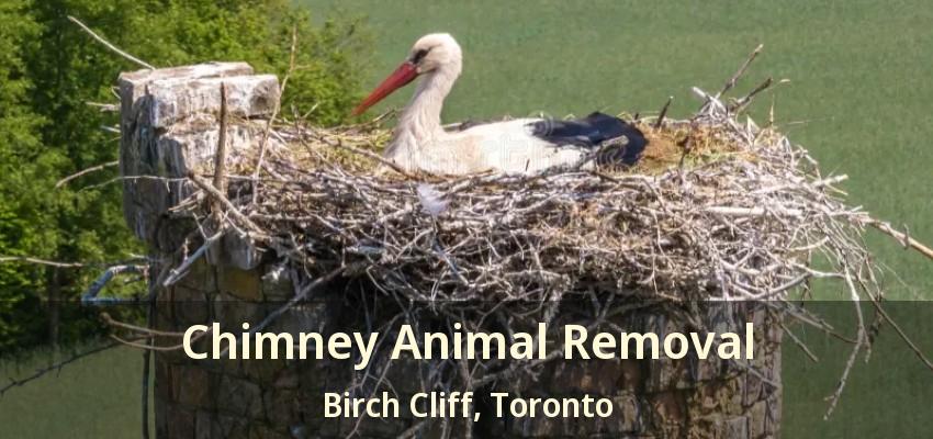 Chimney Animal Removal Birch Cliff, Toronto - ON