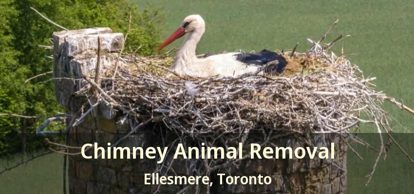 Chimney Animal Removal Ellesmere, Toronto - ON