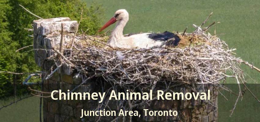 Chimney Animal Removal Junction Area, Toronto - ON