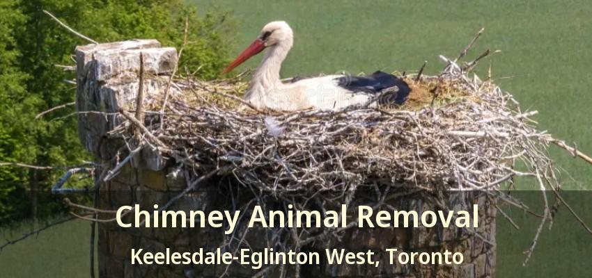 Chimney Animal Removal Keelesdale-Eglinton West, Toronto - ON