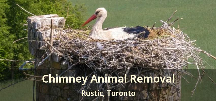 Chimney Animal Removal Rustic, Toronto - ON