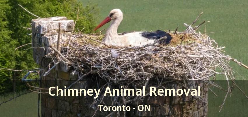 Chimney Animal Removal Toronto - ON