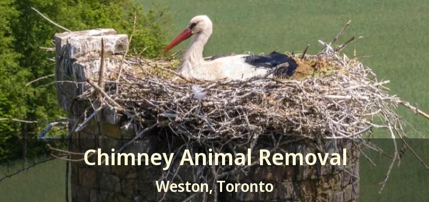 Chimney Animal Removal Weston, Toronto - ON