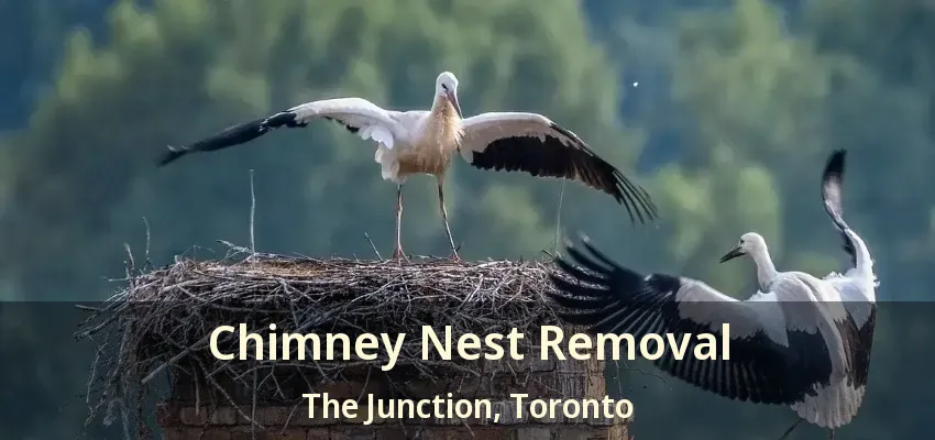 Chimney Nest Removal The Junction, Toronto - ON