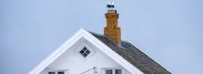 Chimney Nest Removal Keelesdale-Eglinton West, Toronto